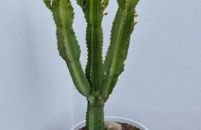 Caléndula Beach 1ºLinea mar - Foto 60