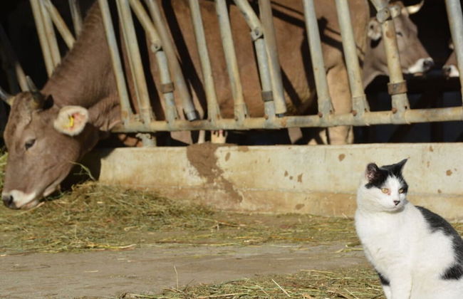 Hoamisch Modern Retreat - Foto 8