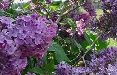 Marcinowa Zagroda - Foto 40