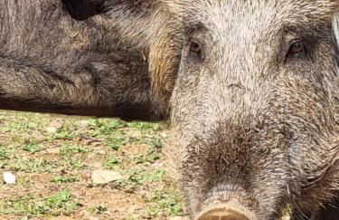 Gecko Pego Longo - Foto 69