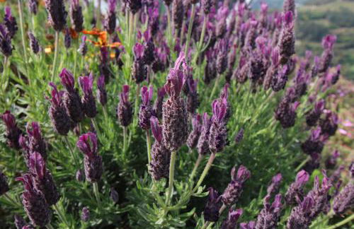 Douro Mesio Guest House - Foto 18