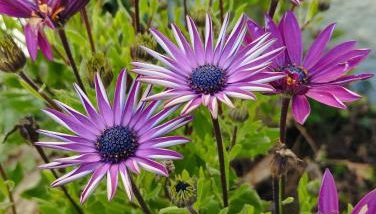 ABRIGO DO CABECINHO - SERRA DA ESTRELA - Foto 4