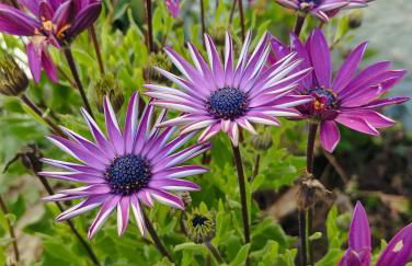 ABRIGO DO CABECINHO - SERRA DA ESTRELA - Foto 4