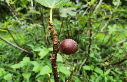 Fully renovated 4 bd with 2 master suits, 3 bth home in centralized location - Foto 25