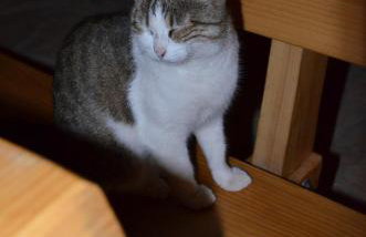 Apartmenthaus Sabine - Photo 80