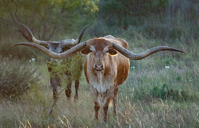 Champion Ranch - Foto 28