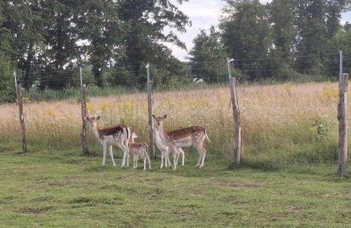 Domek Apartament Windyki - Foto 15