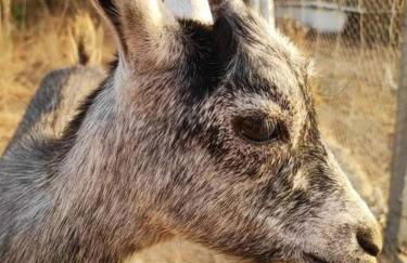 Quinta Terramadome: Dome incomum & responsável - Foto 19