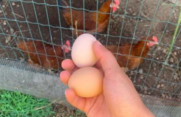 A Casa Amarela - Foto 19