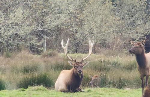 Redwood Farmhouse in the Orick Valley - Foto 43