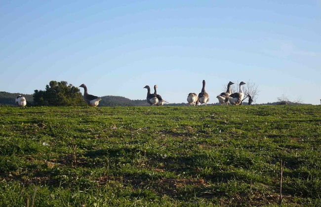 Mas Postius - Foto 49