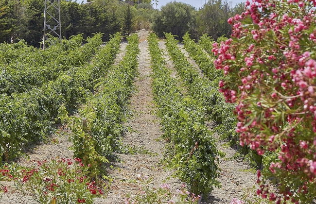 Casale Monte Kronio by Wonderful Italy - Foto 26