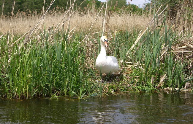 Traditional Apartment near Sea in Kühlungsborn - Foto 7
