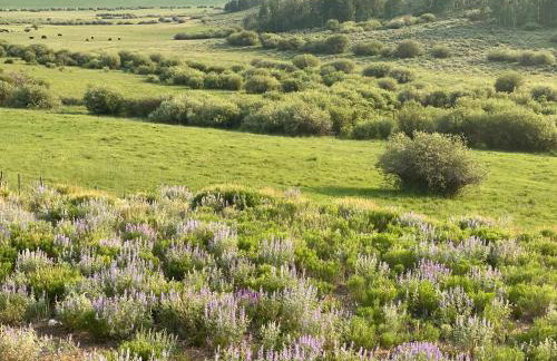 Whistle Pig Retreat at 22 West Cabins and Recreation - Foto 46