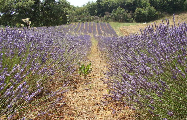 Il Poggio di Teo - Foto 27
