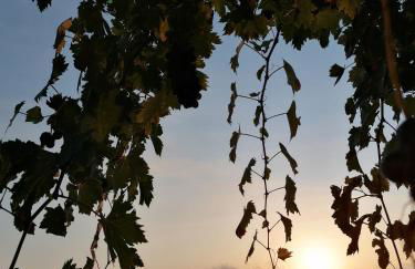 Agriturismo Baglio Calanchi - Foto 22