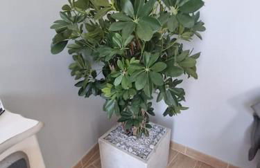 Le Funchal #Clim#Terrasse - Foto 8