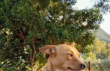 Agriturismo Palas De Serra Country Resort - Foto 64