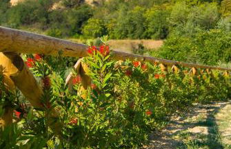 Agriturismo Il Falco - Foto 28