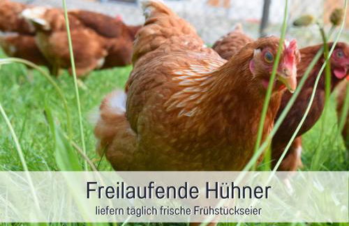 Bauernhof Finkel - Ferienwohnungen mit Balkon - Bergsicht - Traktor mitfahren - Tiere streicheln - entspannter Familienurlaub - zentrale Lage nahe Oberstdorf - Photo 62