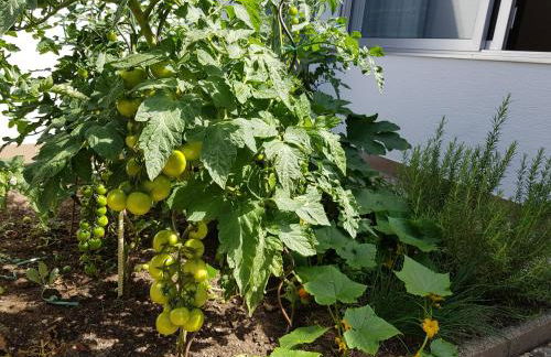 Gartenstudio Anila - Foto 24