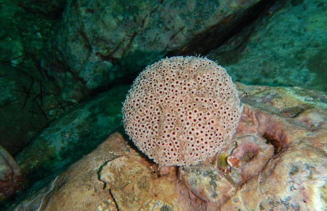 Beginner’s Dive: Your First Underwater Adventure - Photo 6