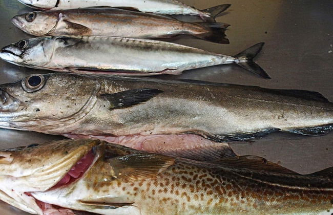 6 Person Holiday Home in Lonevag-by Traum - Foto 16