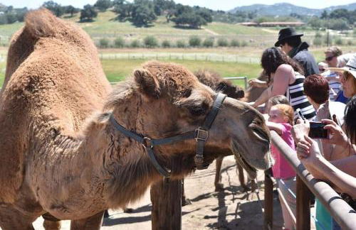 Harley Davidson Ranch Glampling With Kids Play Zone - Foto 41