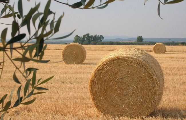 Tenuta Di Pontesodo - Foto 29