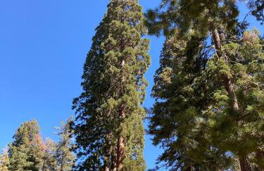 Little Bear Lodge - Foto 33