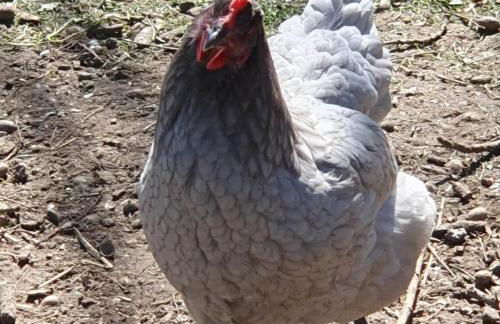 La Fermette des Ramolleux - Foto 22