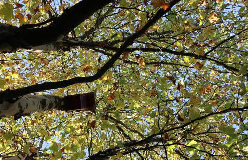 Rezydencja Pod Platanem - Photo 65