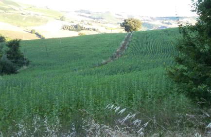 C'era Una Volta - Foto 23