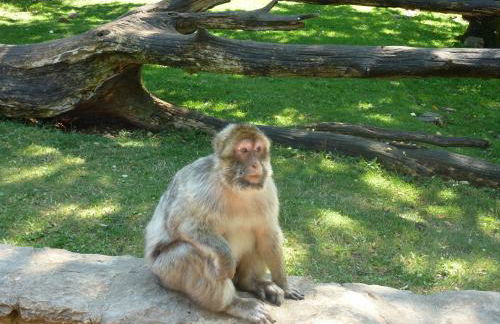 Gîte Le Petit Bois, près de Rocamadour, Padirac - Foto 37