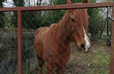 Casa do Moinho Rural campo e praia , 9 pessoas, animais benvindos - Foto 33