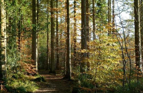 Shelduck Cottage - Foto 25