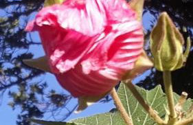 Vila de Sol - Foto 9