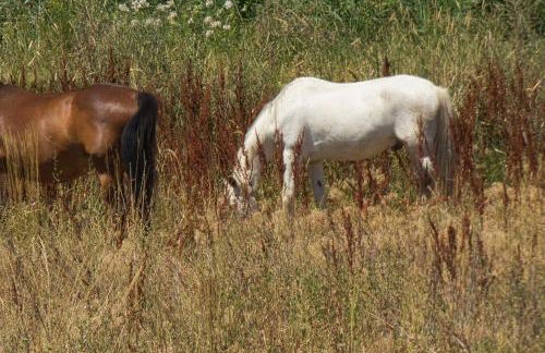 Gîte Coqueliquot Domaine de l'Annonciade - Foto 7