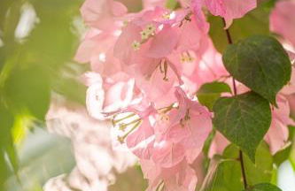 NUIKI Lodges - Gites - Foto 118