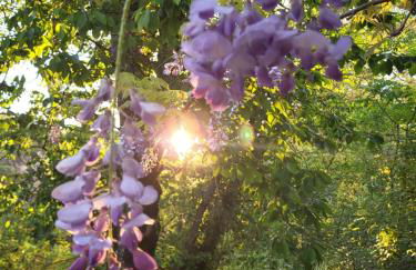 Gîtes chez Daniel "Provence" - Foto 31