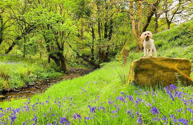 Cosy Pod-cabin Near Beautiful Landscape in Omagh - Foto 10