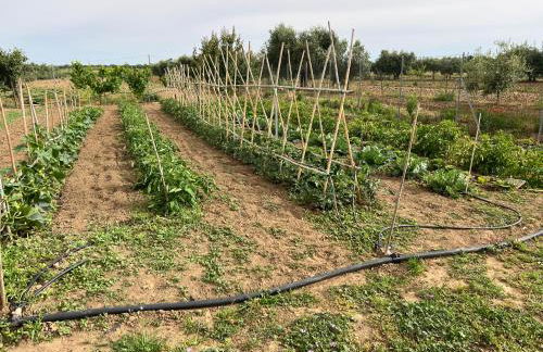 Agriturismo Il Giardino Degli Olivi Appartamenti - Foto 19