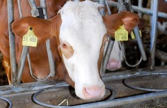 Mayer Burghöfe - Foto 12