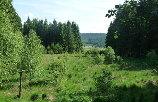 Cozy Forest Chalet Escape - Photo 37