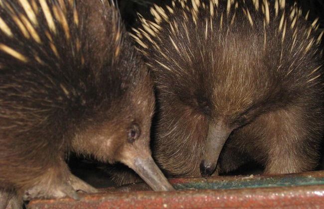 BIG4 Kelso Sands Holiday Park - Foto 26