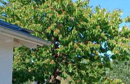 Ferienwohnung Forêt de la Sprée - Werben Spreewald - Foto 13