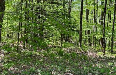 Bluebird Cottage - Large all season getaway - Foto 36