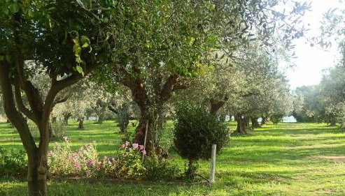 Rizaki Cottage in Nafpaktos - Foto 2, Garden view