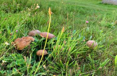 Siedlisko Wiłkupie, Dom na wzgórzu - Foto 58