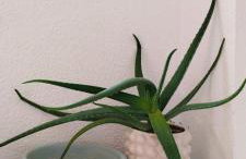 Apartment BoNo - Foto 12